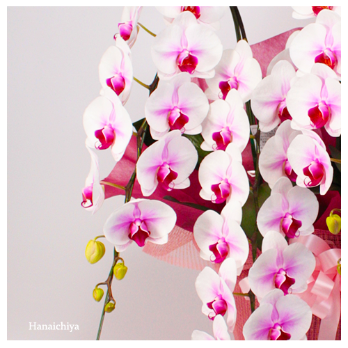50208_zoom(2).png