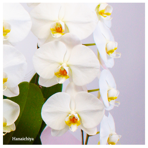 50102_zoom(2).png
