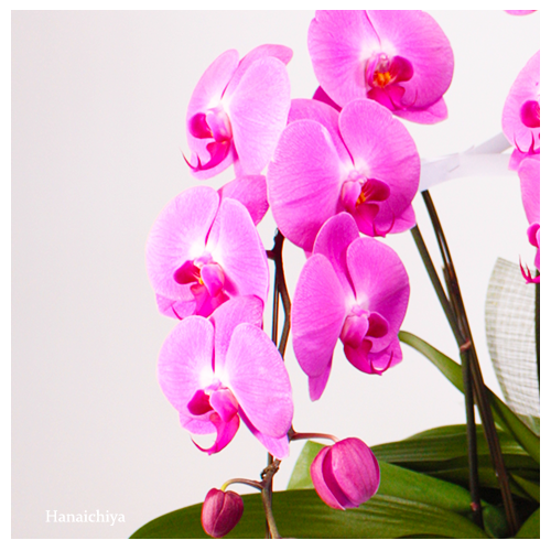 50003_zoom(2).png